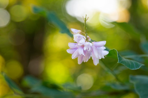 Летом цветет Robinia viscosa Albizia julibrissin