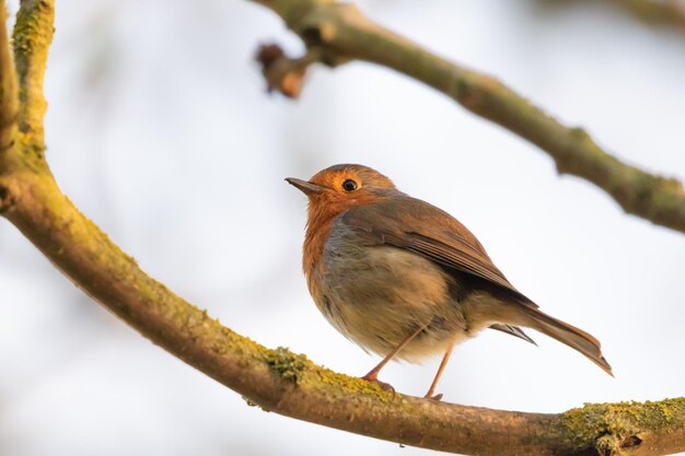 robinredbreastintree