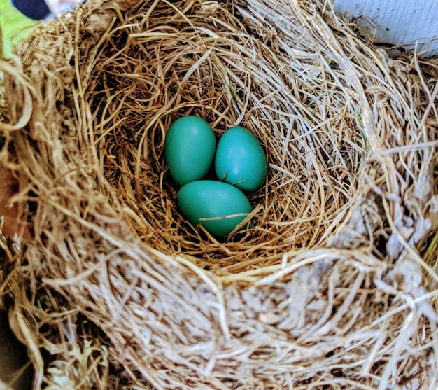 Photo robins eggs