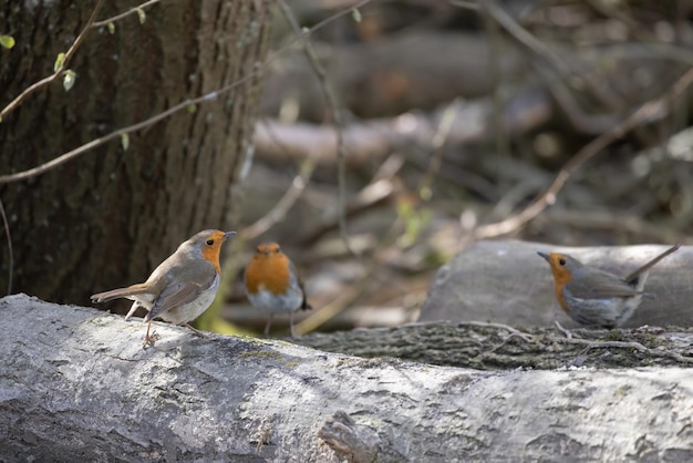 Robins standing on a log in springtime