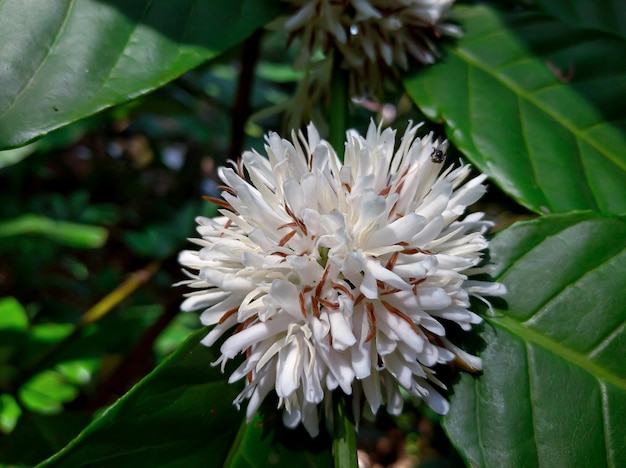 Robusta coffee flower with brownish stamens