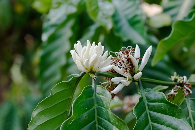 Photo robusta flower coffee plantation farm