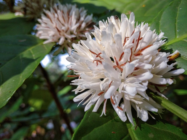 Foto robusta-koffiebloemen die in bloei staan, geven een geurige geur af