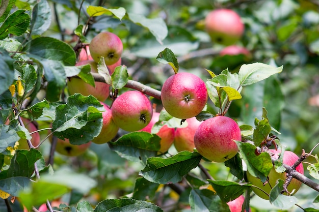 Robuuste rode appels op een boom op een zonnige herfstdag