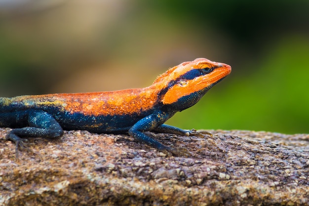 Rock Agama Lizard