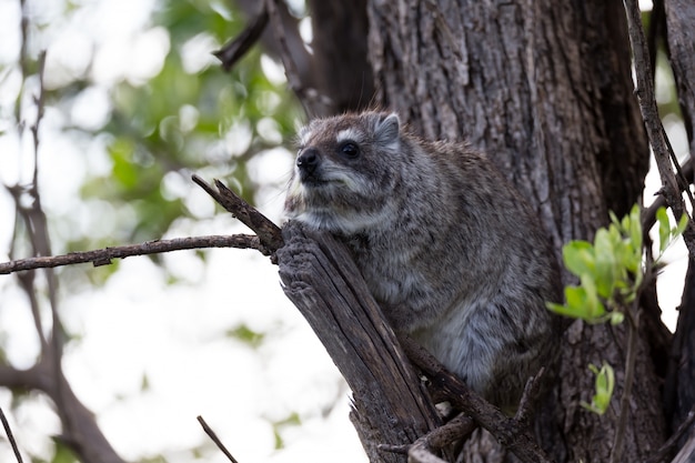 Rock badger sits on the branch of a tree