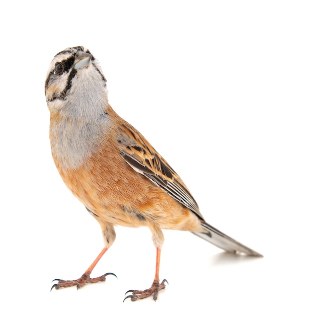 Rock bunting Emberiza cia isolated on white