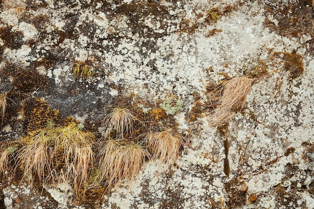 Rock covered with grass