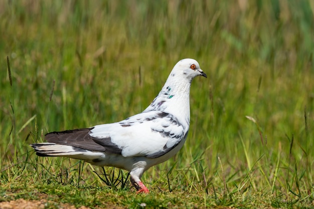 바위 비둘기, Columba Livia는 잔디에 서 있습니다.