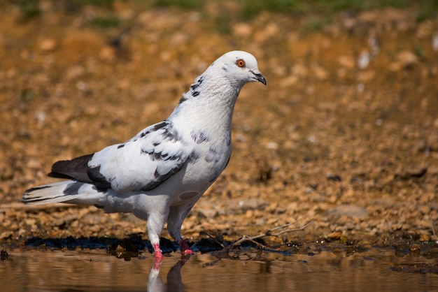 Скала голубь Columba livia стоит в воде