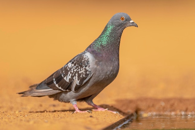 岩鳩、岩鳩、一般的な鳩または国内の鳩 (コルンバ リビア ドメスティカ) トレド、スペイン