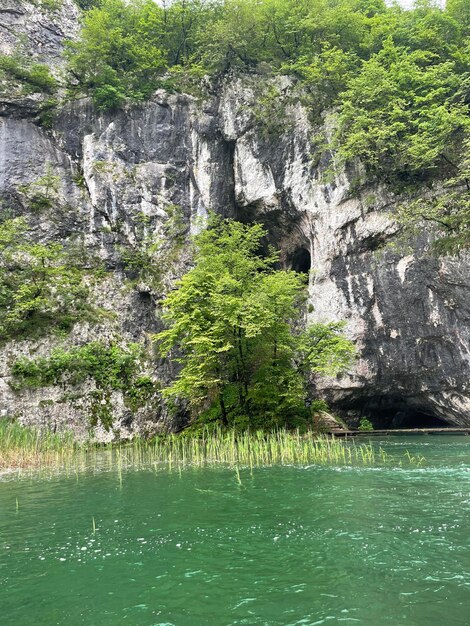 緑の植物が生えている岩肌