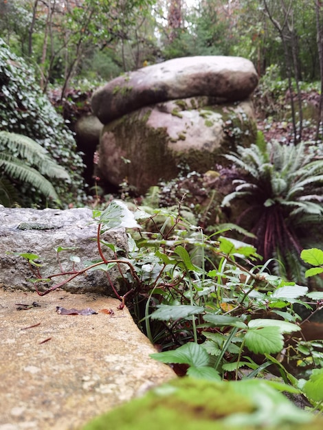 Rock forest of green trees in the park