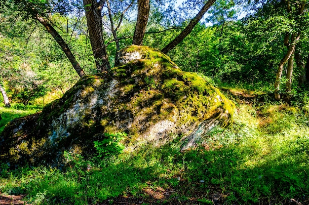 A rock in the forest with a tree growing out of it