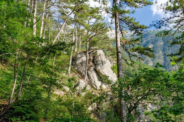 A rock in the forest with trees and mountains in the background