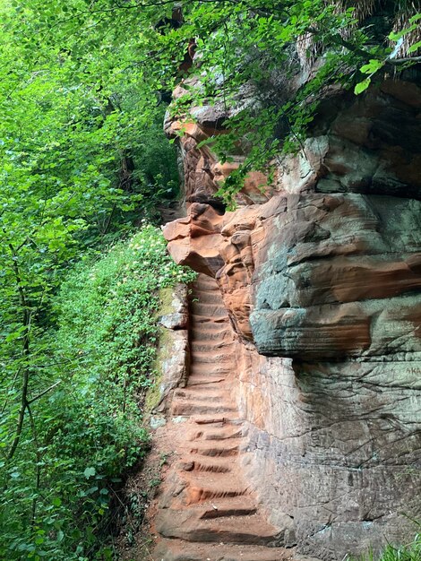 Rock formation amidst trees in forest