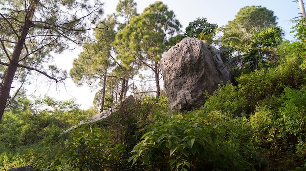 Rock in the greenery landscape photo