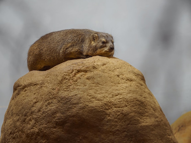 Rock hyrax