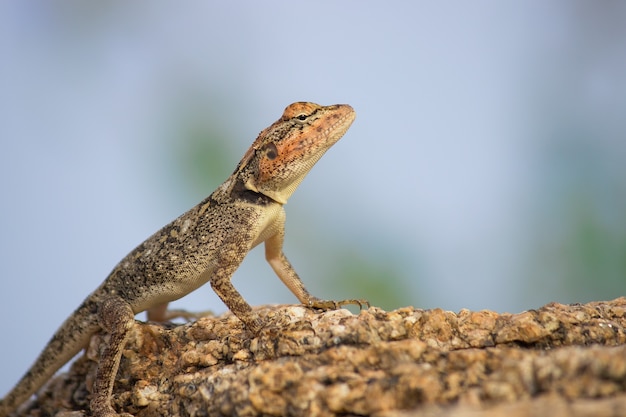 Rock Lizard