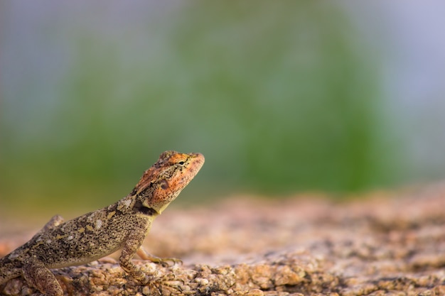 Rock Lizard