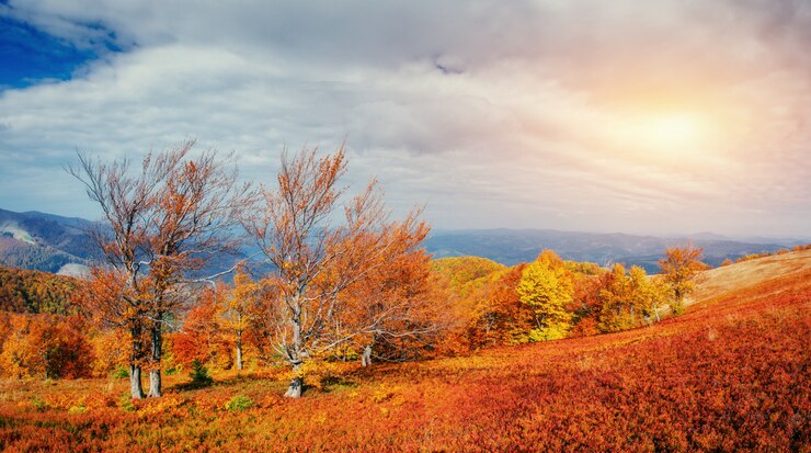 Photo carpathians에서 바위 대산 괴.