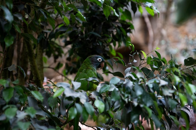 Rock parrot Cyanolyseus patagonus in green leaves Place for an inscription