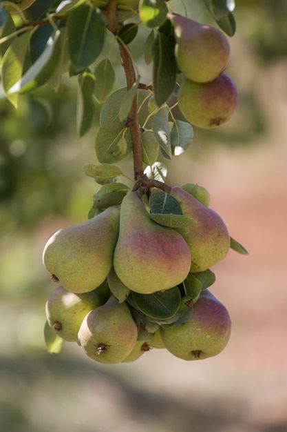 Rock Pear orchard