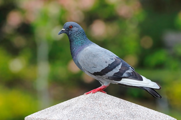 ロックピジョンコロンバリビアタイの美しい男性の鳥