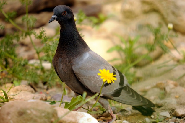 The rock pigeon or domestic pigeon is a species of columbiform bird