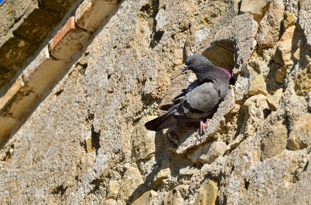 The rock pigeon or domestic pigeon is a species of columbiform bird