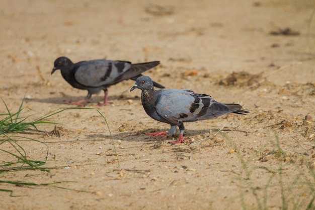 地面に岩の鳩