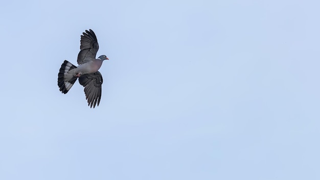 Rock pigeon or rock dove flying