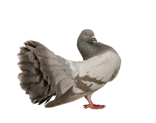 Rock Pigeon on a white isolated