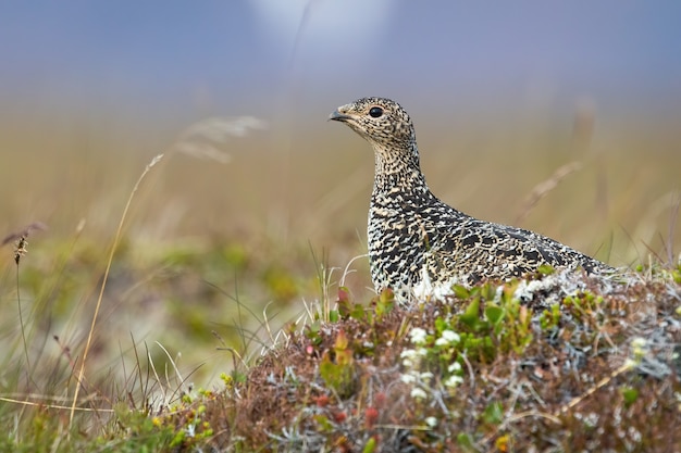 Rock ptarmigan sitting on moorland in icenalnd from side