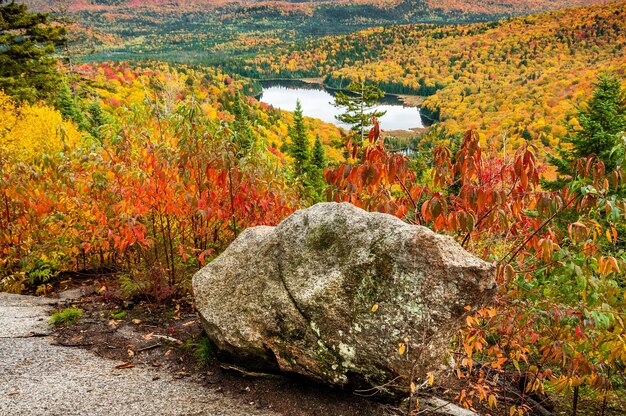 Photo rock and small lake in a forest of pines birches and maples in autumn in quebec