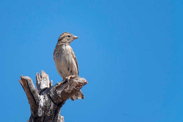 Rock sparrow Petronia petronia Malaga Spain