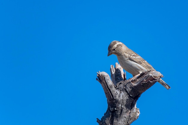 Rock sparrow Petronia petronia Malaga Spain