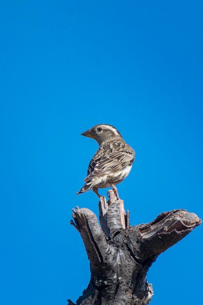 Rock sparrow Petronia petronia Malaga Spain