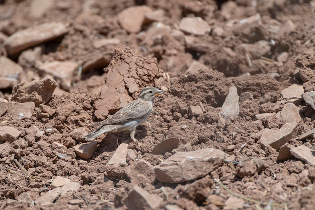 Rock sparrow Petronia petronia Malaga Spain