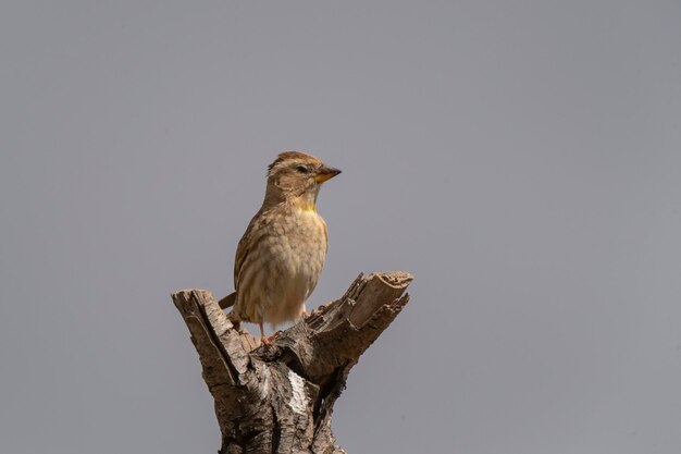 Photo rock sparrow petronia petronia malaga spain