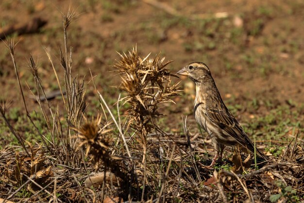 Photo rock sparrow petronia petronia