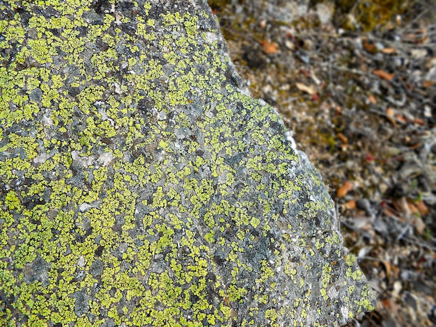 rock stenen achtergrond berg met groen mos