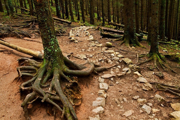 Rock track path in mountain forest