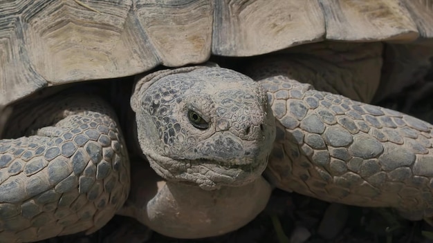 Photo rock turtle