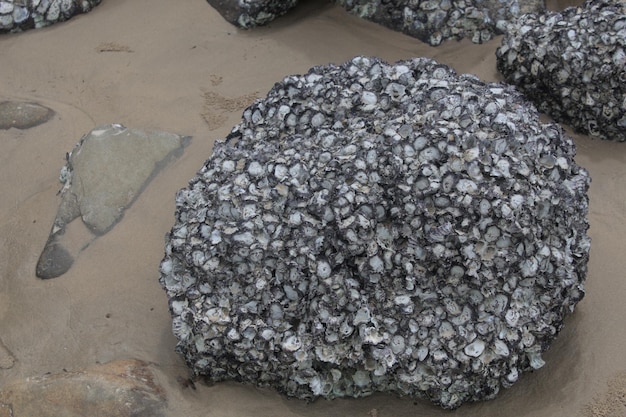 Foto una roccia con sopra un sacco di conchiglie