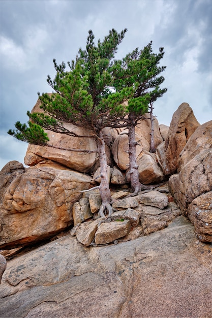 Rock with pine trees in Seoraksan National Park, South Korea