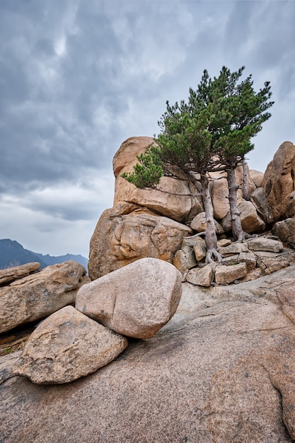 Foto oscilli con i pini nel parco nazionale di seoraksan, corea del sud