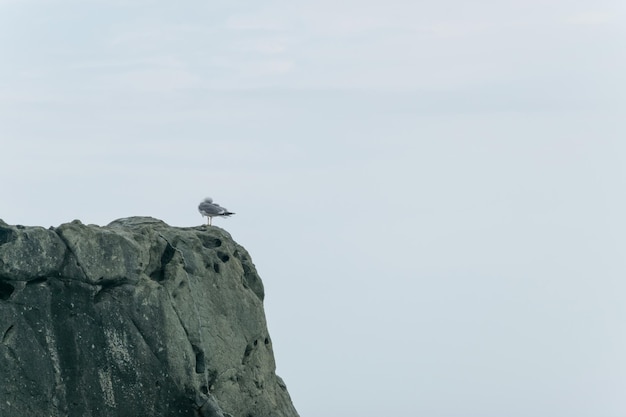 A rock with a seagull sitting on it in cloudy weather