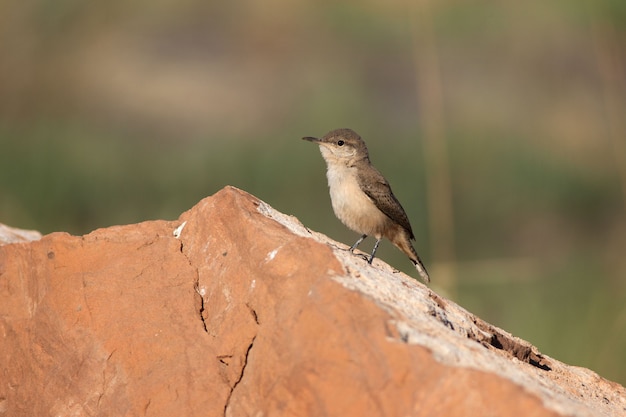 Rock Wren in Utah