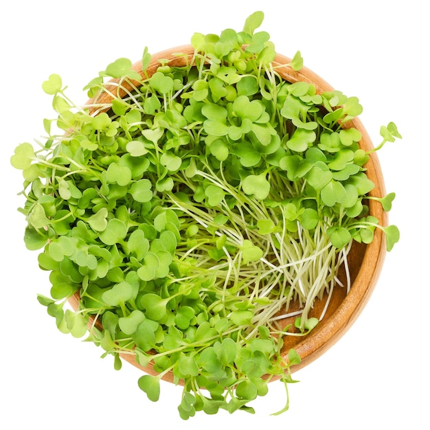 Rocket salad arugula sprouts in wooden bowl